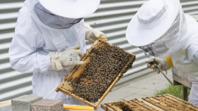 В Минсельхозе назвали наиболее опасные болезни пчёл